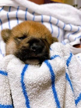 柴犬(標準サイズ)【大分県・男の子・2020年9月4日・赤】の写真「ムチムチボディーの丸顔イケメン」