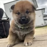 柴犬(標準サイズ)【大分県・男の子・2024年3月31日・赤】の写真1