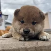 柴犬(標準サイズ)【大分県・女の子・2024年3月31日・赤】の写真1