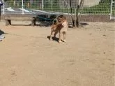 柴犬(標準サイズ)【大分県・男の子・2024年5月9日・赤】の写真2