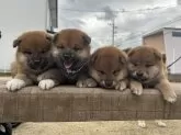 柴犬(標準サイズ)【大分県・男の子・2024年3月31日・赤】の写真5「1番左の子です！」