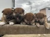 柴犬(標準サイズ)【大分県・男の子・2024年3月31日・赤】の写真5「右から2番目の子です🥰」