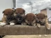 柴犬(標準サイズ)【大分県・女の子・2024年3月31日・赤】の写真5「1番右の子です😊」