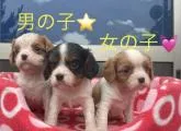 キャバリア【大分県・女の子・2022年5月10日・ブレンハイム】の写真5「1番右が私です💓」