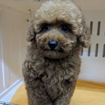 トイプードル(トイ)【埼玉県・女の子・2024年12月26日・レッド】の写真「寂しがりやな女の子です」