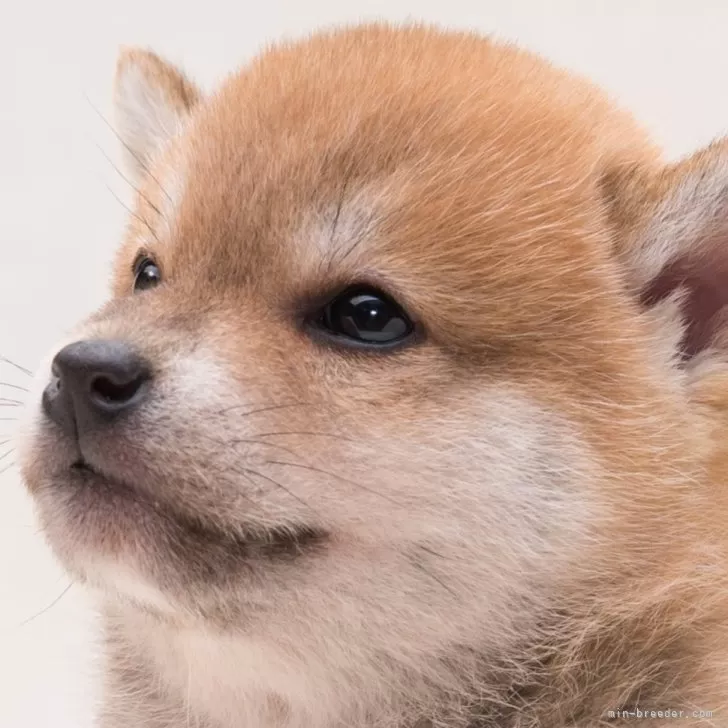 柴犬(標準サイズ)【埼玉県・男の子・2024年10月5日・赤】の写真1「ハイグレード！！抜群の顔立ちと人目を引く色柄の良さを保証いたします☆」