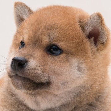 柴犬(標準サイズ)【埼玉県・男の子・2024年10月5日・赤】の写真「【父犬完成犬＆母犬全国展覧会入賞犬！】」