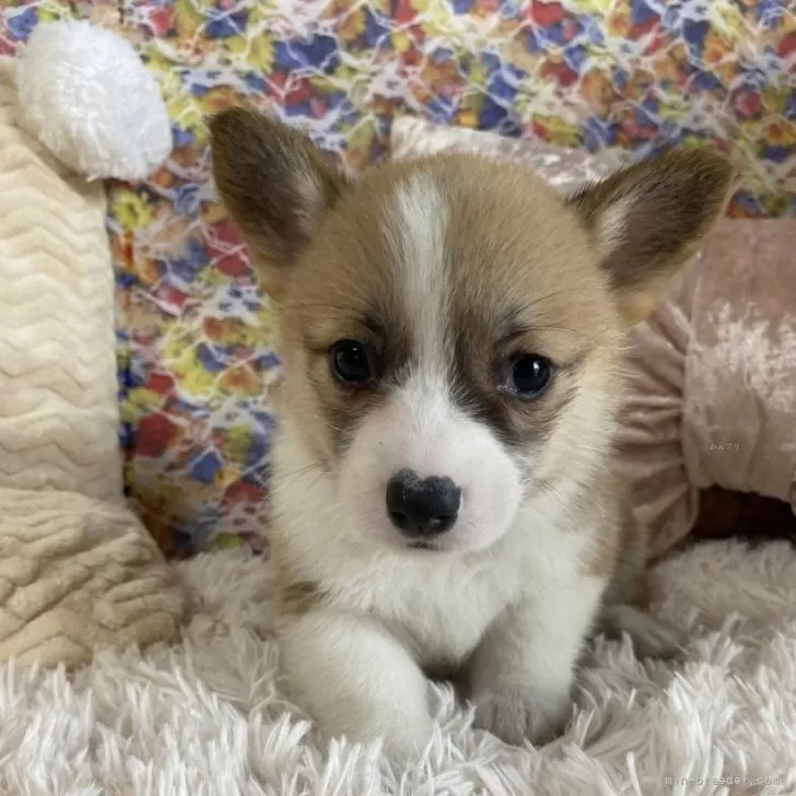 あき 様のお迎えした子犬