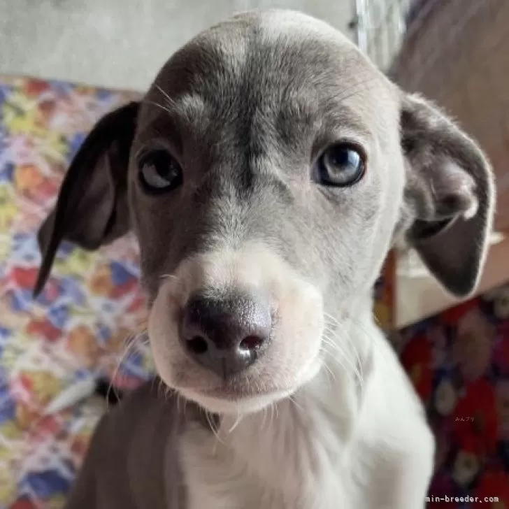 Y.S 様のお迎えした子犬