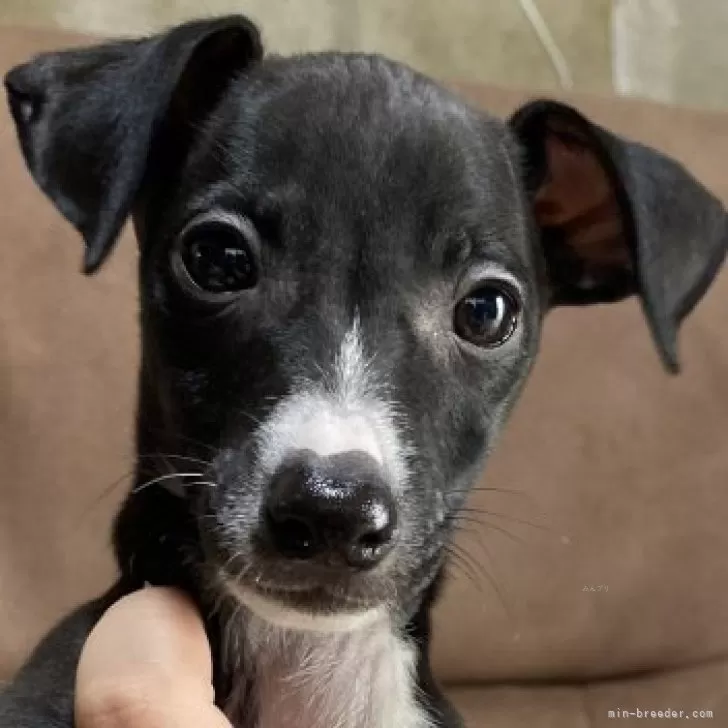 あき 様のお迎えした子犬