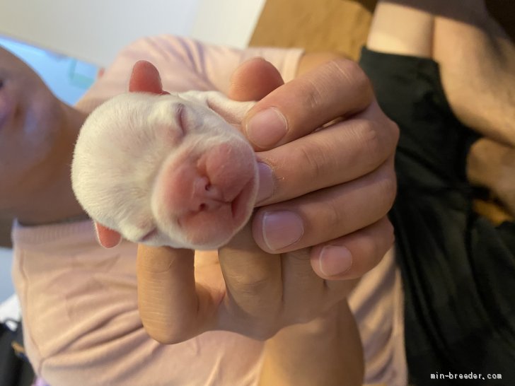 フレンチブルドックの赤ちゃん誕生しました 田中豊廣ブリーダー みんなのブリーダー