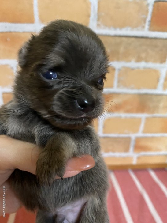 田中鈴花ブリーダーのブログ：赤ちゃん続々と🐩💕