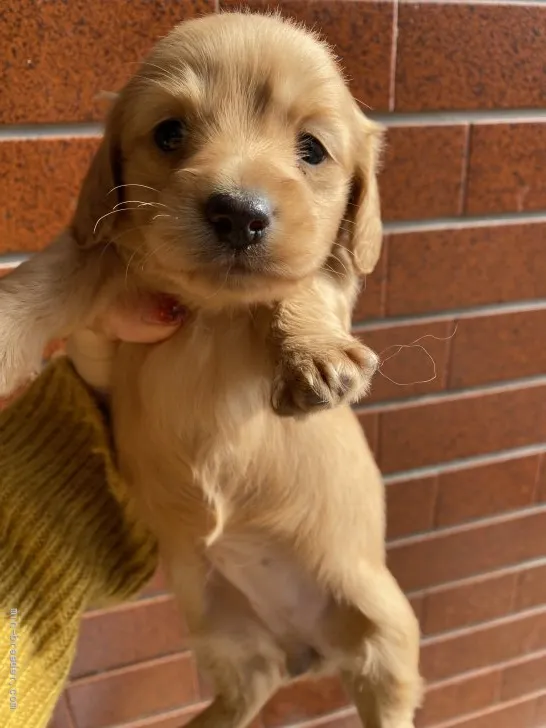 メルパパ 様のお迎えした子犬