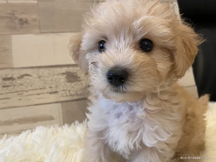 池さん 様のお迎えした子犬