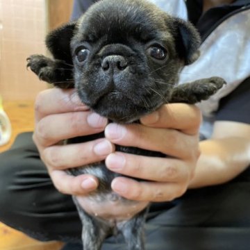 フレンチブルドック×パグ【福岡県・女の子・2023年7月8日・ブリンドル】の写真「可愛い兄妹産まれましたー(^^)♡」