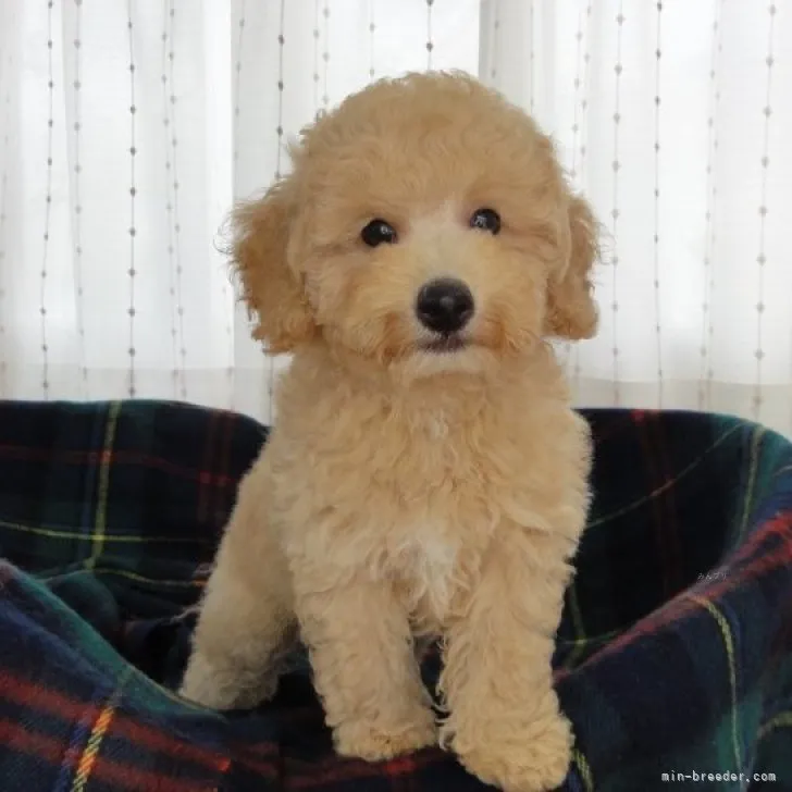 あ 様のお迎えした子犬