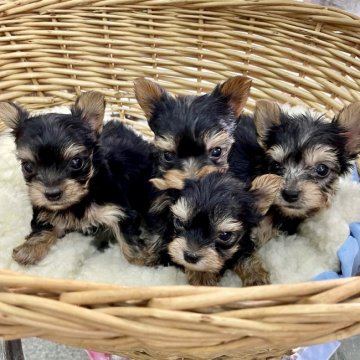 静岡県のティーカッププードルのブリーダーのブログ特集 みんなのペットライフ