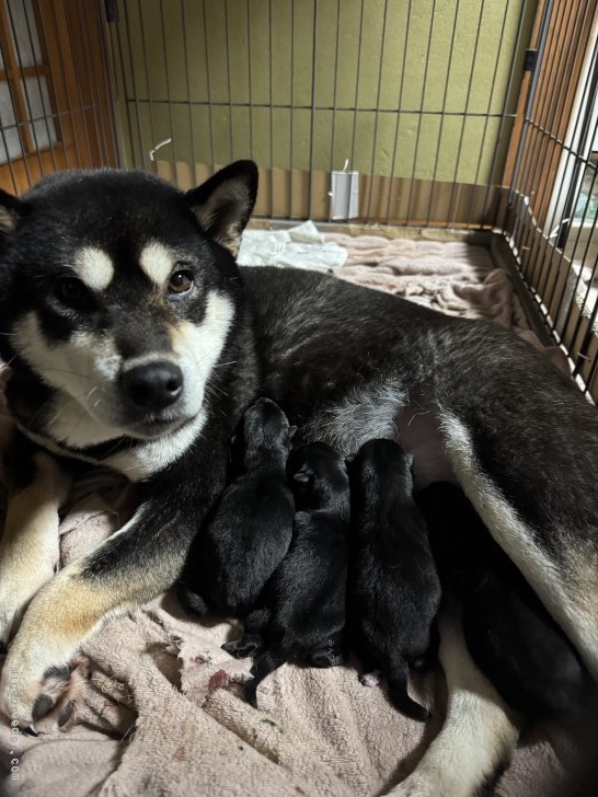 小原貴洋ブリーダーのブログ：令和7年１月20日生まれの子犬達です。