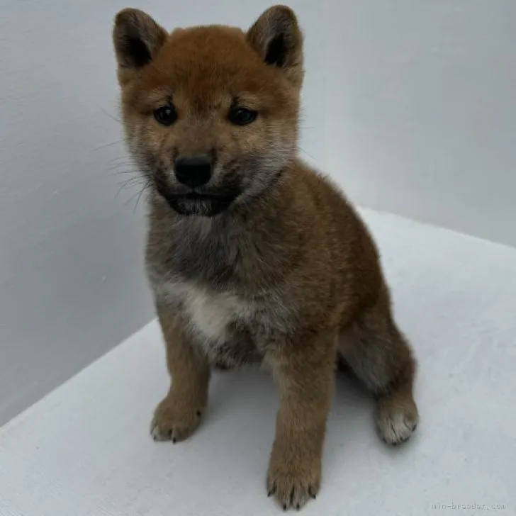 柴犬(標準サイズ)【岩手県・男の子・2023年9月6日・赤】の写真1