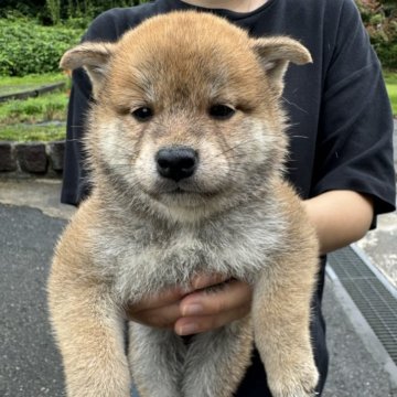 柴犬(標準サイズ)【岩手県・女の子・2024年6月18日・茶色】の写真「かわいい茶色の女の子です！」