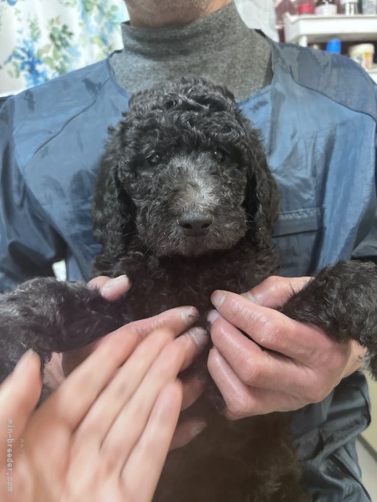 松原香里ブリーダーのブログ：🐩子犬見学の御案内です🐩