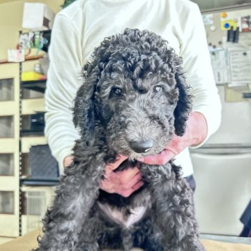 スタンダードプードル【香川県・男の子・2024年12月4日・シルバー】の写真「写真更新💚おっとりな男の子💚即日引渡可能」