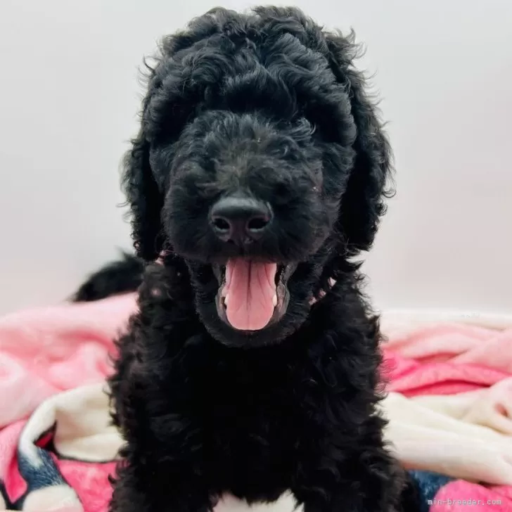 a 様のお迎えした子犬