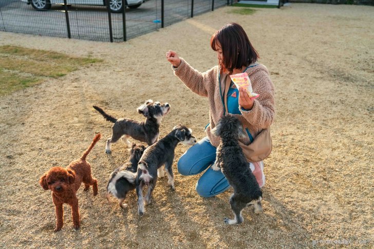 長縄　裕美(ながなわ　ひろみ)ブリーダー(岐阜県・トイプードルなど・JKC登録)の紹介写真2