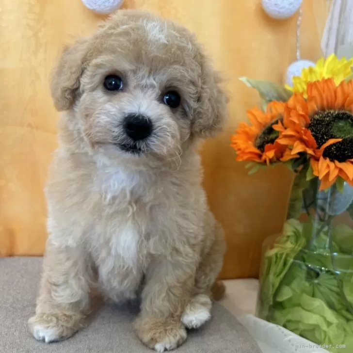 ラムラム 様のお迎えした子犬