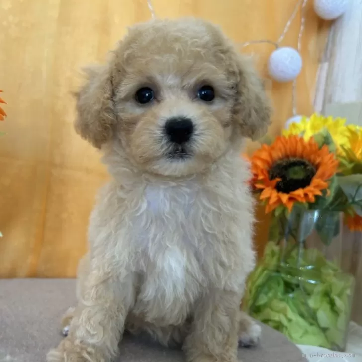 ともこ 様のお迎えした子犬