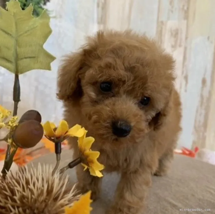 さださん 様のお迎えした子犬