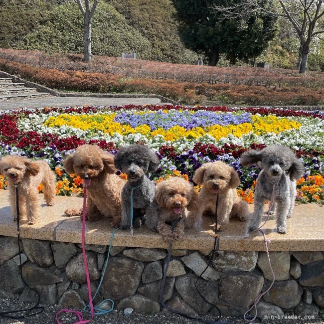 近所の公園｜清水　晃治(しみず　こうじ)ブリーダー(群馬県・トイプードル・JKC登録)の紹介写真3