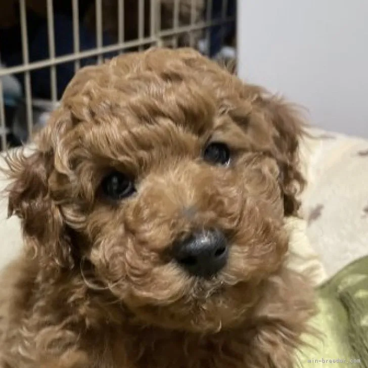 もも 様のお迎えした子犬