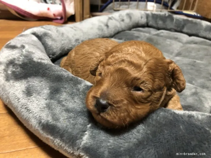 カオリン 様のお迎えした子犬