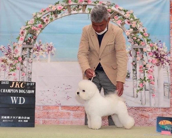 望月　清司(もちづき　きよし)ブリーダー(滋賀県・トイプードルなど・JKC登録)の紹介写真4