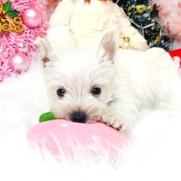 ウエストハイランドホワイトテリアの子犬を探す｜ブリーダー直販の子犬販売【みんなのブリーダー】