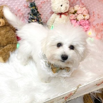 ビションフリーゼ【滋賀県・男の子・2024年7月18日・ホワイト】の写真「可愛い男の子🐶✨」