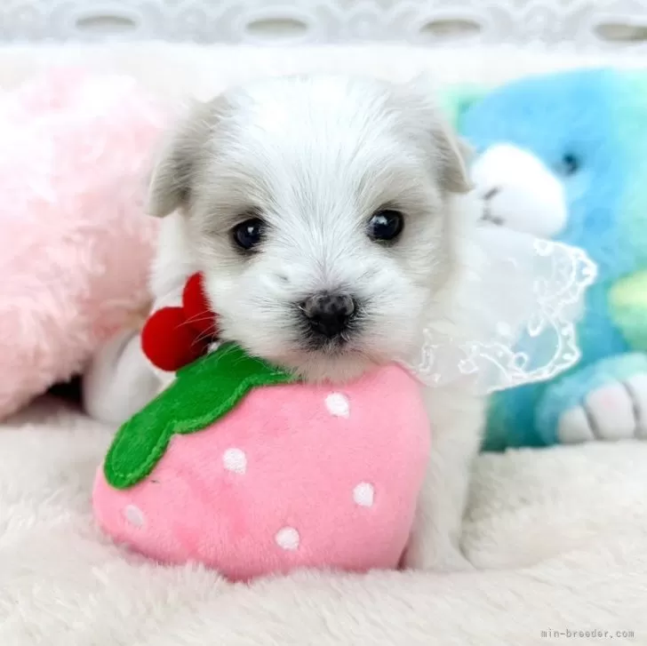 げんじい 様のお迎えした子犬