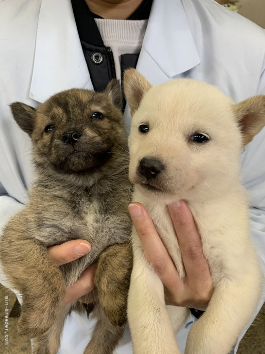 北海道犬【岩手県・女の子・2024年7月11日・白】の写真1