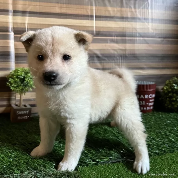 haru 様のお迎えした子犬