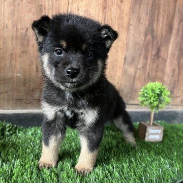 柴犬(標準サイズ)【岩手県・男の子・2025年1月3日・黒】の写真「ワクチン接種済」