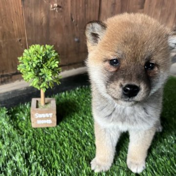 柴犬(標準サイズ)【岩手県・女の子・2024年11月24日・赤】の写真「ワクチン接種済」