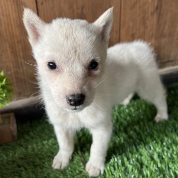 北海道犬【岩手県・女の子・2025年1月5日・白】の写真「ワクチン接種後お渡し」