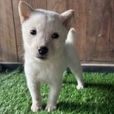 北海道犬