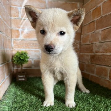 柴犬(標準サイズ)【岩手県・男の子・2024年7月14日・白】の写真「ワクチン接種済」