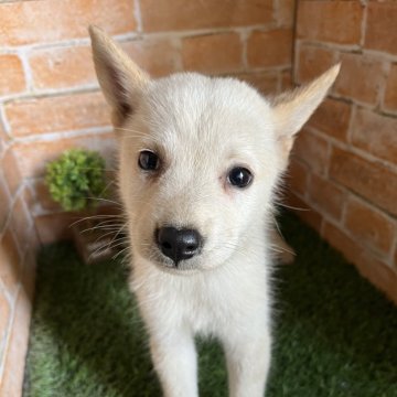 北海道犬【岩手県・男の子・2024年6月30日・白】の写真「ワクチン接種済」