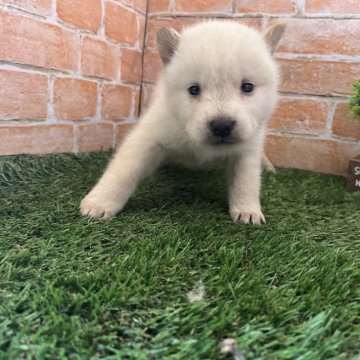 北海道犬【岩手県・男の子・2024年3月31日・白】の写真「ワクチン接種済」