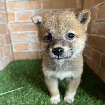 柴犬(豆柴)【岩手県・女の子・2024年7月7日・赤】の写真「ワクチン接種済」