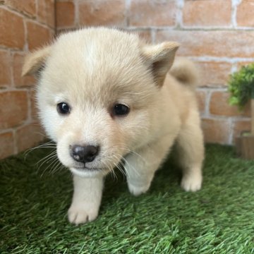 柴犬(標準サイズ)【岩手県・女の子・2024年4月1日・白】の写真「ワクチン接種済」