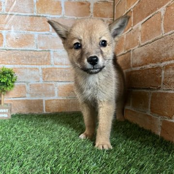 北海道犬【岩手県・男の子・2024年7月11日・赤】の写真「ワクチン接種済」